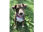 Adopt Molly a Brown/Chocolate - with White Border Collie / Mixed dog in