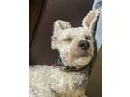 Adopt Monkey a White - with Tan, Yellow or Fawn Labradoodle / Poodle (Miniature)