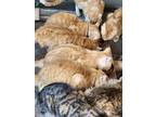 Adopt Goldie a Orange or Red Tabby Domestic Mediumhair / Mixed (medium coat) cat