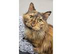 Adopt Mommy Kitty a Domestic Longhair / Mixed cat in Sheboygan, WI (41354092)