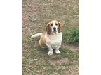 Adopt Bleu a Tan/Yellow/Fawn - with White Basset Hound / Puggle / Mixed dog in