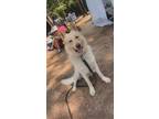 Adopt Franklin a Tan/Yellow/Fawn German Shepherd Dog / Mixed dog in Henderson