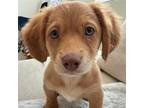 Adopt Cindy Lou a Mixed Breed (Medium) / Mixed dog in Rancho Santa Fe
