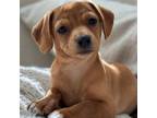 Adopt Holly a Mixed Breed (Medium) / Mixed dog in Rancho Santa Fe, CA (40204870)