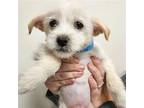 Adopt Gold a Mixed Breed (Medium) / Mixed dog in Rancho Santa Fe, CA (40738126)