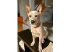 Adopt Dexter a Red/Golden/Orange/Chestnut Australian Cattle Dog / Mixed dog in