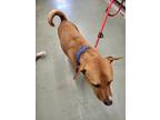 Adopt Kingston a Brown/Chocolate Basenji / Mixed dog in Burlington