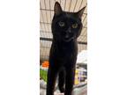 Adopt Briggs a All Black Domestic Shorthair / Domestic Shorthair / Mixed cat in
