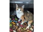 Adopt Gertie a White Domestic Shorthair / Domestic Shorthair / Mixed cat in