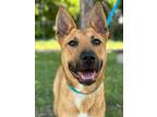 Adopt Quasar a Brown/Chocolate Shepherd (Unknown Type) / American Staffordshire