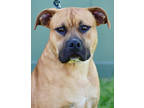 Adopt Tanner a Brown/Chocolate American Staffordshire Terrier / Mixed dog in San