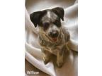 Adopt Willow a Australian Cattle Dog / Mixed dog in El Dorado, AR (41354118)