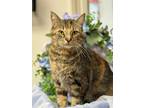 Adopt 1/10/24 - Momma Maple a Domestic Shorthair / Mixed (short coat) cat in