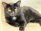 Adopt 2/6/24 - Lila a Domestic Shorthair / Mixed (short coat) cat in Stillwater