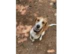 Adopt River a Brown/Chocolate - with White Foxhound / Mixed dog in Raleigh