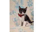 Adopt Zephyr a Black & White or Tuxedo Domestic Shorthair (short coat) cat in