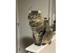 Adopt June a Gray, Blue or Silver Tabby Maine Coon / Mixed (medium coat) cat in