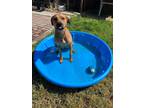 Adopt Dua a Brown/Chocolate Mutt / Mixed dog in Lemoore, CA (40713795)