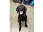 Adopt Abby (Maleficant) a Black Mixed Breed (Large) / Mixed dog in Covington