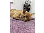 Adopt Basketball - ADOPTED a Orange or Red Domestic Shorthair / Mixed Breed
