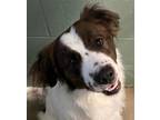 Adopt Benny a White - with Brown or Chocolate Cocker Spaniel / Mixed dog in