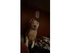 Adopt Eggsy a White - with Gray or Silver American Pit Bull Terrier / Mixed dog