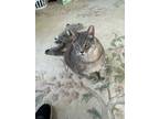 Adopt Brooklyn a Gray or Blue Domestic Shorthair / Mixed (medium coat) cat in