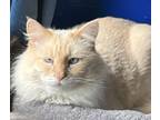 Adopt Kojin a Cream or Ivory Himalayan / Mixed (long coat) cat in Clarkesville
