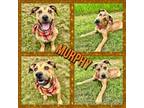 Adopt Murphy a Tan/Yellow/Fawn American Pit Bull Terrier / Mixed dog in