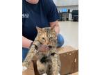 Adopt Tiger a Brown Tabby Domestic Shorthair / Domestic Shorthair / Mixed cat in