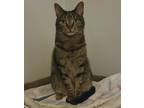 Adopt Agro a Brown Tabby Domestic Shorthair / Mixed (short coat) cat in