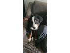 Adopt Monroe a Black - with White Bernese Mountain Dog / Mixed dog in Parma