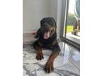 Adopt Simon a Black - with Tan, Yellow or Fawn Rottweiler / Mixed dog in West