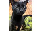 Adopt Mishu a All Black American Shorthair / Mixed (short coat) cat in
