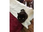 Adopt Gracie a All Black American Shorthair / Mixed (short coat) cat in Leo