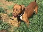 Adopt Little Red a Dachshund / Vizsla / Mixed dog in Austin, TX (40942733)