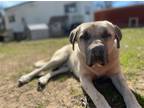 Adopt Tony a Anatolian Shepherd / Mixed dog in Austin, TX (40942738)