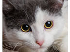 Adopt Charlotte a White Domestic Shorthair / Domestic Shorthair / Mixed cat in