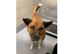 Adopt Tails a Tan/Yellow/Fawn Labrador Retriever / Mixed dog in Irving
