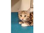 Adopt Rosehip a Brown or Chocolate Domestic Shorthair / Domestic Shorthair /