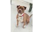 Adopt Arrow a Tan/Yellow/Fawn American Pit Bull Terrier / Mixed dog in