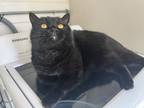 Adopt Lucas a All Black Scottish Fold / Mixed (short coat) cat in Salem