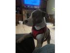 Adopt Skyler a Brindle - with White Staffordshire Bull Terrier / Mixed dog in
