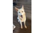 Adopt Nymeria a White Husky / German Shepherd Dog / Mixed dog in McKinney