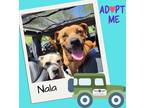Adopt Nala a Tan/Yellow/Fawn - with Black Black Mouth Cur / Mixed dog in Ennis