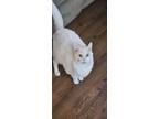 Adopt Athena a White Maine Coon / Mixed (medium coat) cat in Douglasville