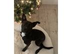 Adopt Josie a Black - with White Border Collie / Boston Terrier / Mixed dog in