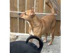 Adopt Penny Lane a Tan/Yellow/Fawn - with White Staffordshire Bull Terrier /
