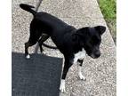 Adopt Lucy in the Sky with Diamonds a Black - with White Boston Terrier / Mutt /