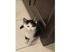 Adopt McLovin a All Black Domestic Shorthair / Domestic Shorthair / Mixed cat in